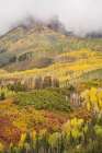 USA-Colorado-Uncompahgre National Forest Cloud and autumn-colored forest Art Print
